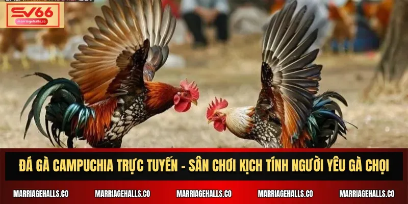 Trang web trực tuyến hàng đầu, đạt cấp độ V99 - V99