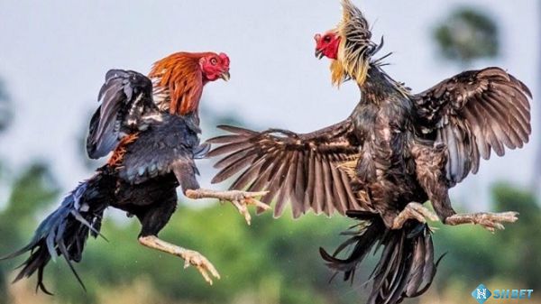 Nhận ngay phần thưởng chương trình quà tặng 123B 50k chỉ với vài bước đơn giản - 123B